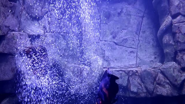 Two majestic cichlids swim in a spacious aquarium among active aeration bubbles. Vibrant exotic fish display natural behavior, highlighting the beauty of the underwater world.