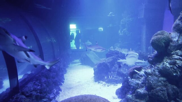 Formidable sharks slowly maneuver through the crystal clear water of a panoramic aquarium. The video showcases a breathtaking underwater spectacle where marine predators calmly patrol their territory.