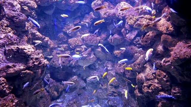 Vibrant freshwater aquarium featuring active cichlid fish in various colors. Malawi cichlids swimming among decorative rocks and air bubbles.