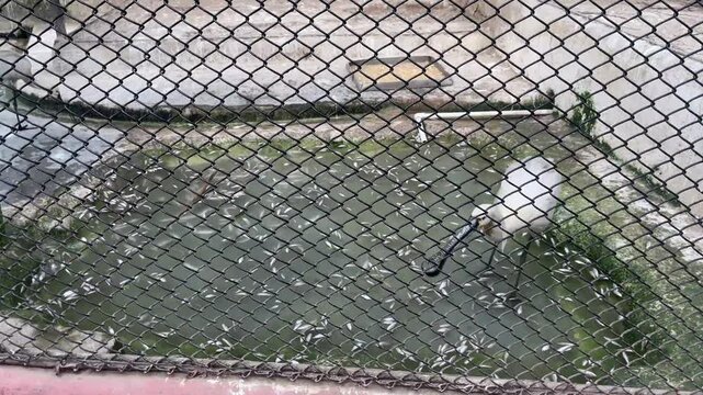 A white caged bird feeding in a fish pond.
