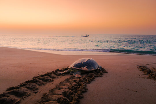 Giant green turtle returning to ocean after laying eggs on beach at Ras Al Jinz, Oman. Wildlife, conservation, and unique nesting site in natural coastal habitat.