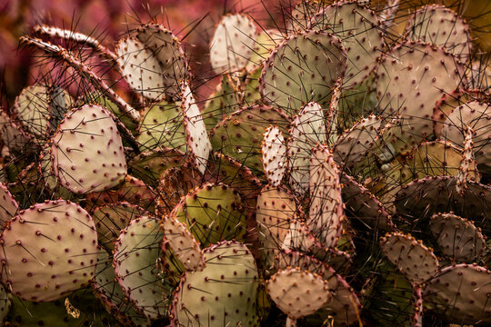 Purple Prickly Pear Cactus With Hints Of Both Purple and Green