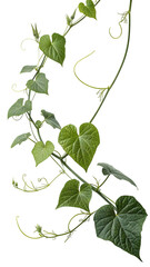 Vivid green heart shaped vine leaves and curling tendrils winding upward isolated on transparent background