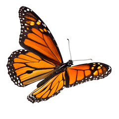 Vivid monarch butterfly with bright orange wings and black veins captured mid-flight on transparent background