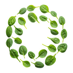 Fresh baby spinach leaves arranged in a beautiful circle pattern scattered around the dark border on transparent background