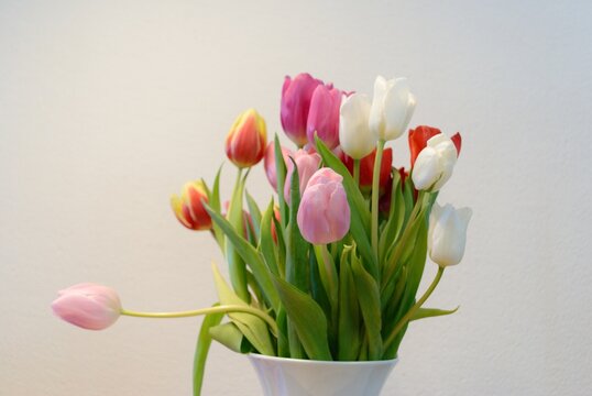 Ramo de tulipanes color blanco, rosado, rojo, amarillo frescos sobre fondo blanco