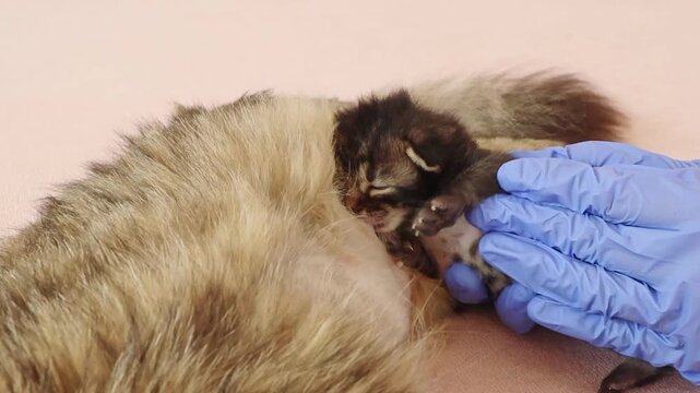 A veterinarian helps a newborn kitten drink milk from a cat.