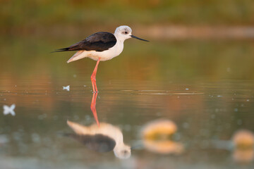 Black-winged Stilt - Himantopus himantopus foraging in the shallow waters of Khawr Ad Dahariz Reserve, Salalah, Oman, during the golden hour. Copy space on right side.