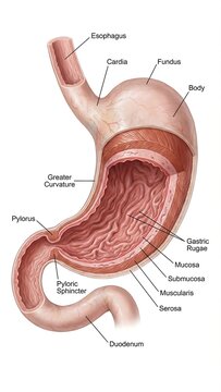Labeled Human Stomach Anatomy Diagram: Educational Medical Chart with Internal Structures