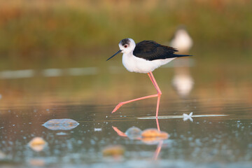 Obraz premium Black-winged Stilt - Himantopus himantopus foraging in the shallow waters of Khawr Ad Dahariz Reserve, Salalah, Oman, during the golden hour. Copy space on right side.