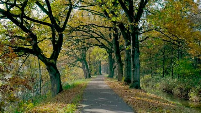 Golden Leaves Along Peaceful River, Calm Treelined Street With Autumnal Arch And Tranquil River Edge