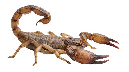 Brown Scorpion with Raised Stinger and Claws isolated PNG with Transparent Background