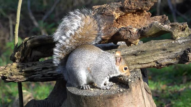 Eastern gray squirrel (Sciurus carolinensis), a common species of tree squirrel native to North America