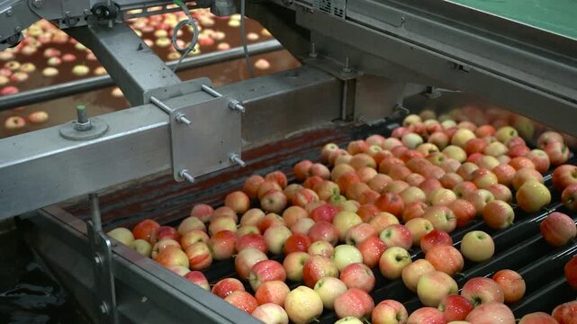 Slow Motion of Apple Washing Process in High-Tech Fruit Packing House. The footage highlights the automated rinsing process, ensuring peak food safety and hygiene.