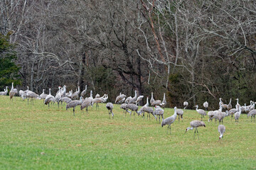 Obraz premium Sandhill crane migration gathering