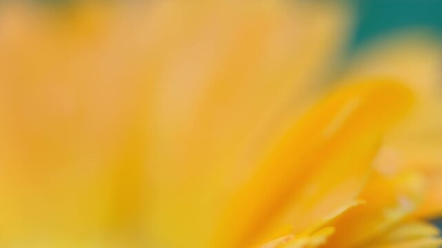 Honey bee on marigold flower extreme macro - Detailed insect head and eyes