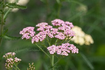 Fototapeta premium Pink Yarrow Flowers Blooming in Garden