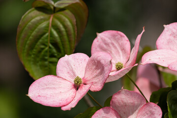 Pink Dogwood Flowers Blooming in Spring