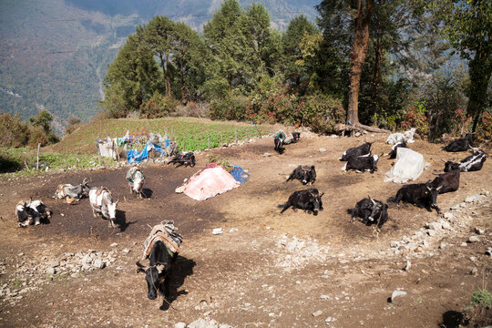 Water buffalo farming from Lukla, Nepal