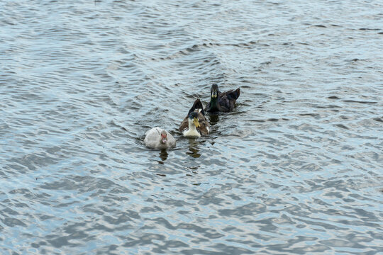 Black cayuga duck and white muscovy duck and mallard duck swiming in river. Are waterbird lake waterfowl in natural condition. Portrait poultry water duck in pond. Birds sway on waves.