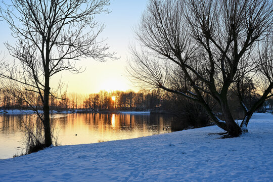 Golden sunset over a snow-covered lake shore in Zaltbommel, Netherlands. Silhouettes of winter trees against a warm glowing sky reflected in the water. Peaceful winter landscape.