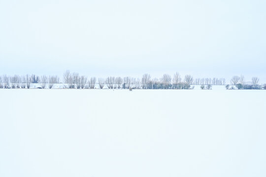 Minimalist winter landscape near Zaltbommel with a row of pollard willow trees on the horizon. High-key white composition of snow-covered fields in Gelderland, Netherlands.