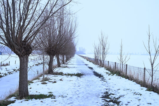 Winter landscape near Zaltbommel with pollard willow trees along a snow-covered path. Traditional Dutch countryside scene under a misty sky in Gelderland, Netherlands.
