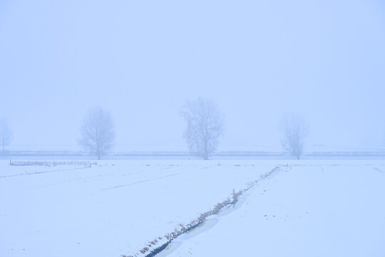 Minimalist winter landscape near Zaltbommel with trees silhouettes in heavy mist and snow. High-key white outdoor scene with a frozen ditch in the foreground. Dutch countryside.