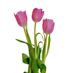 Fototapeta premium Pink Tulips Isolate On Transparent Background,PNG