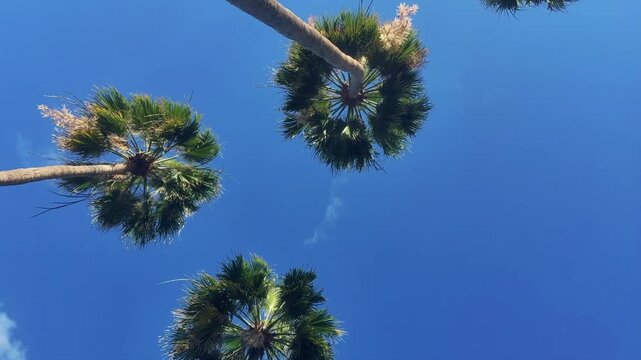 Time Lapse. Palm Trees From Below Against Blue Sky