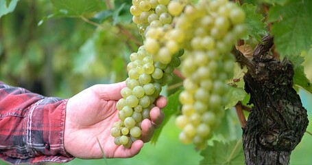 Meticulous Evaluation Of Green Grape Clusters With Sustainable Vineyard Practices And Chardonnay...