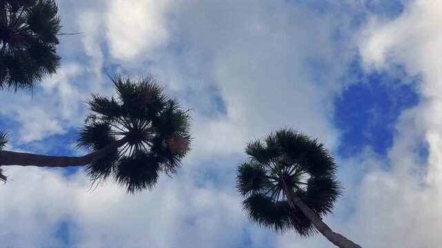 Time Lapse. Palm Trees From Below Against Blue Sky With Airplane Contrail