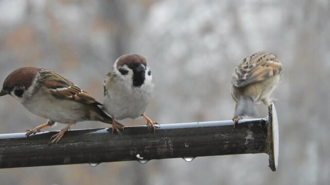 Wild birds - field sparrows sit on a steel pipe and fight on a rainy January day