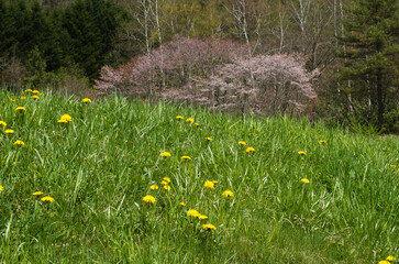 野原のタンポポとエゾヤマザクラ