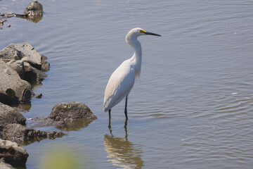 Snowy Egret Standing Near Rocky Shore