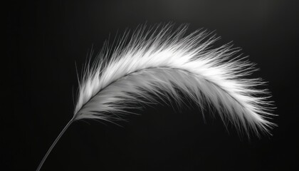 Obraz premium Delicate white feather curves against black void. Fine details show airy texture. Simple composition offers elegant balance and peaceful mood.