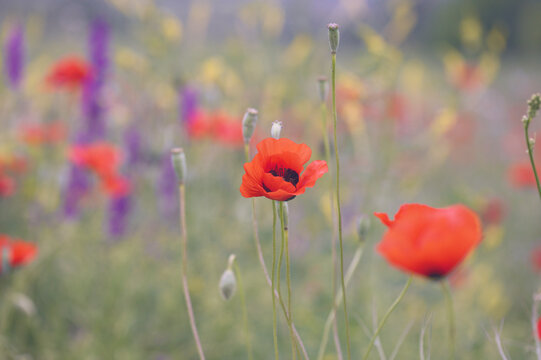 Summer nature field with red poppy flowers background