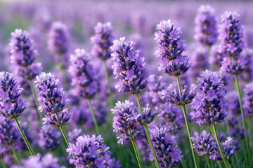 Purple lavender blossoms in soft sunlight.