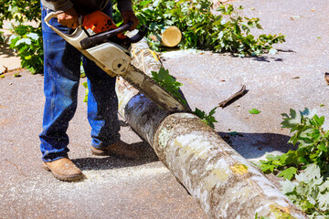 Contractor operates chainsaw to cut large tree log into smaller pieces after strong wind with debris on ground. © ungvar
