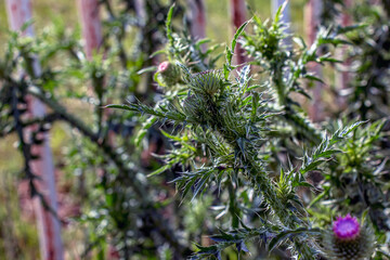 Silybum marianum, also known as Holy Thistle in full splendor. This species is an annual or biennial plant of the Asteraceae family. This a fairly typical thistle has red to purple flowers.