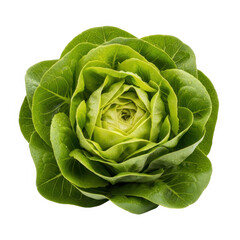 Obraz premium Fresh lettuce leaf isolated on transparent background isolated on transparent background