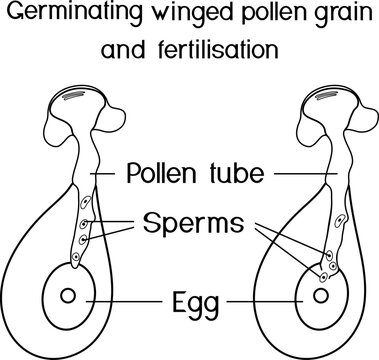 Coloring page with process of pollen tube growth in gymnosperms. Fertilization in spruce.