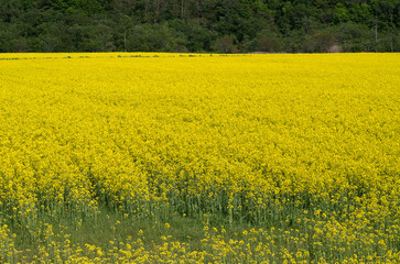 Obraz premium 菜の花畑