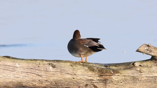 Gadwall drake (Mareca strepera) preening while perched on a weathered log at Sacramento National Wildlife Refuge in soft morning light.