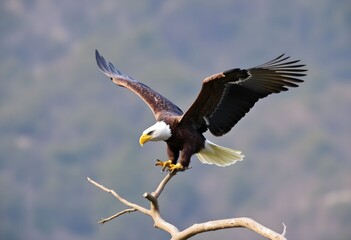 Fototapeta premium A view of an American Bald Eagle landing in a tree