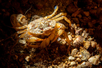 Polybius depurator Crab Collecting Mussel Shells on the Seabed