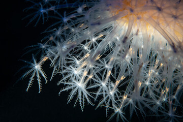 Close-Up Underwater View of Veretillum cynomorium Coral