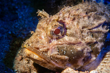 Dramatic Scorpionfish Portrait Underwater