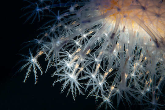 Close-Up Underwater View of Veretillum cynomorium Coral