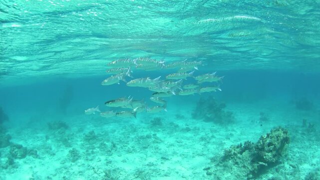There is a shoal of Neomyxus leuciscus fish on the seabed. Acute jawed mullet fish search for food in shallow water. Fishes of Fakarava Island.
